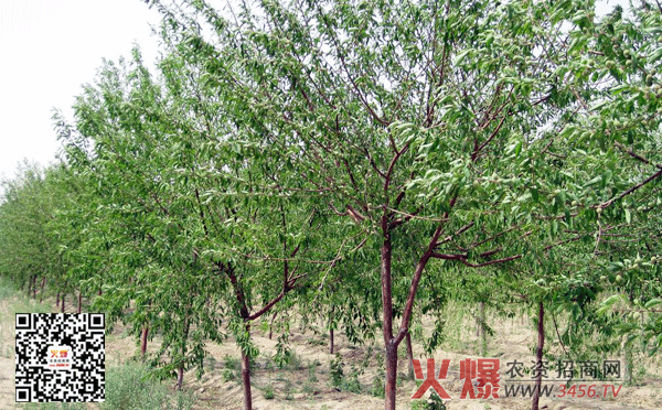 加盟嘿糖奶茶的品牌优势有哪些【AG视讯】(图3) AG官方